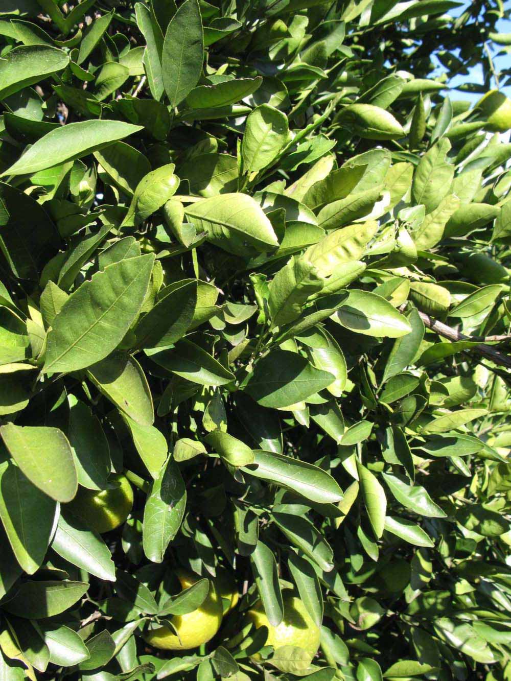            Sun leaves (Winter Haven, FL)   